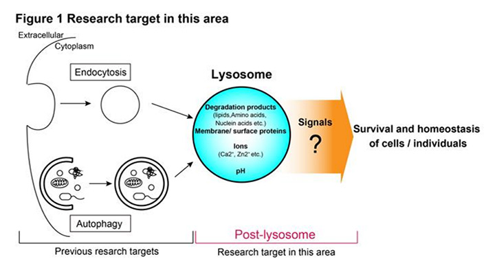 Post-lysosome: Understanding of higher-order biological processes initiated by the site of degradation